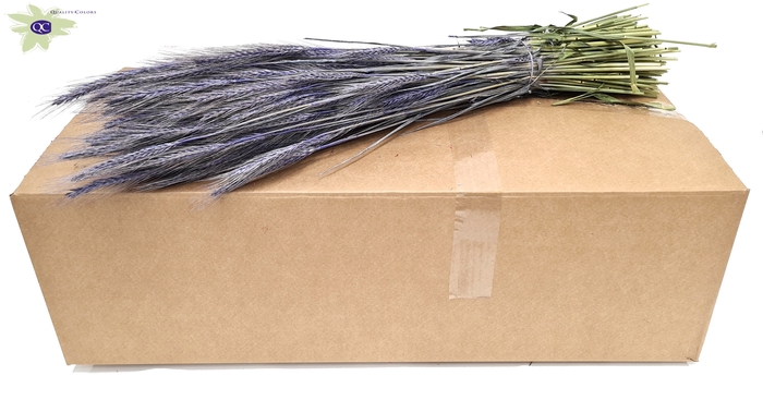 <h4>Triticale per bunch frosted milka</h4>