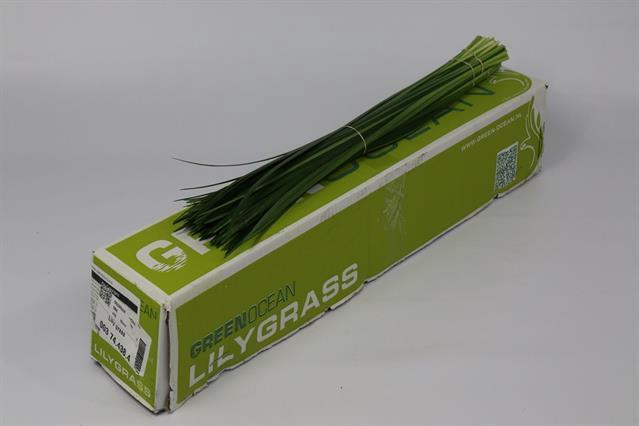<h4>Leaf lily grass</h4>