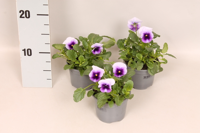 <h4>Viola cornuta F1 Beaconsfield afd.10</h4>