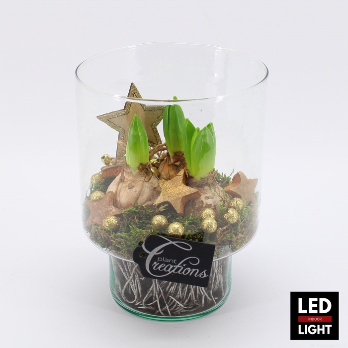 <h4>HYCXM-2308LED Hyacint Kerst terrarium</h4>