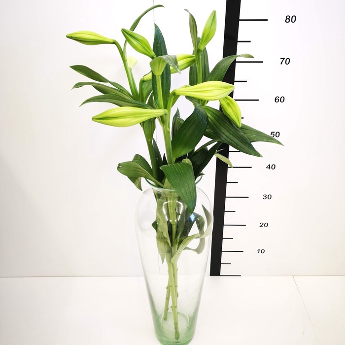 <h4>Lilium Longiflorum Blanco 1F</h4>