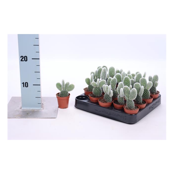 <h4>Opuntia (Schijfcactus) (Cites) 5,5Ø 8cm</h4>