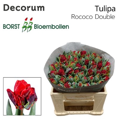 <h4>Tulipa do rococo double</h4>