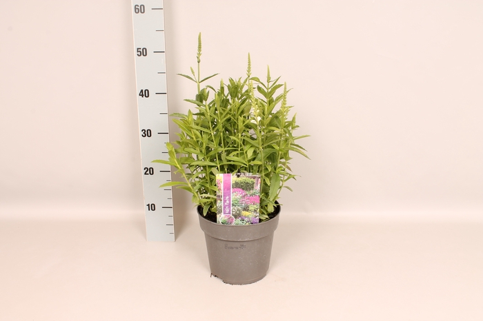 <h4>vaste planten 19 cm  Physostegia White</h4>