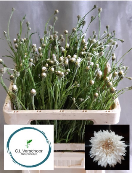 <h4>Centaurea cyanus white</h4>