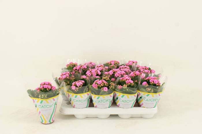 <h4>KALAN CALAN ZETA LILAC</h4>