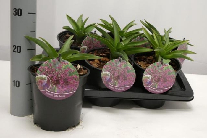 <h4>Allium overig</h4>