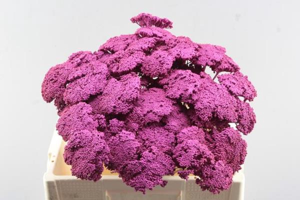 <h4>Droog Achillea Cerise</h4>