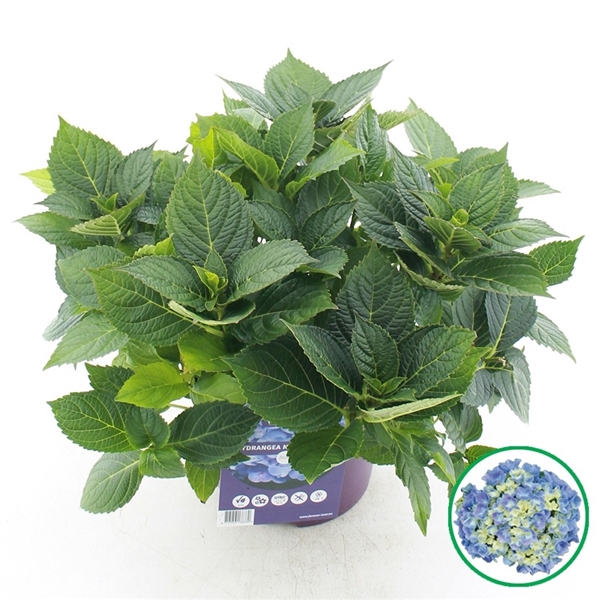 <h4>Hydrangea macr. Forever & Ever® Blue</h4>