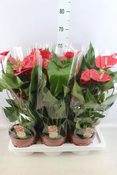 <h4>Anthurium andr. 'Felicita'</h4>