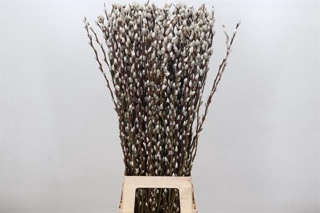 <h4>Salix snow flake</h4>