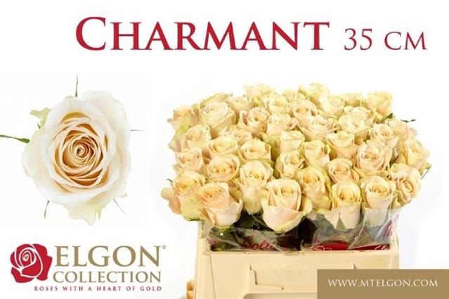 <h4>Rosa la charmant</h4>