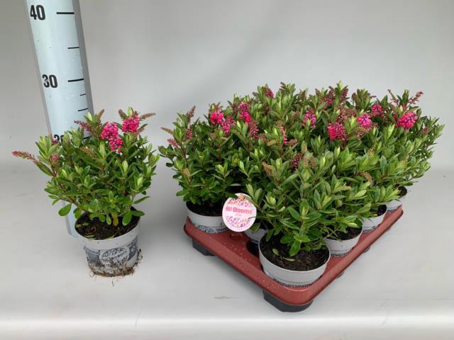 <h4>HEBE ALL BLOOMS GEM</h4>