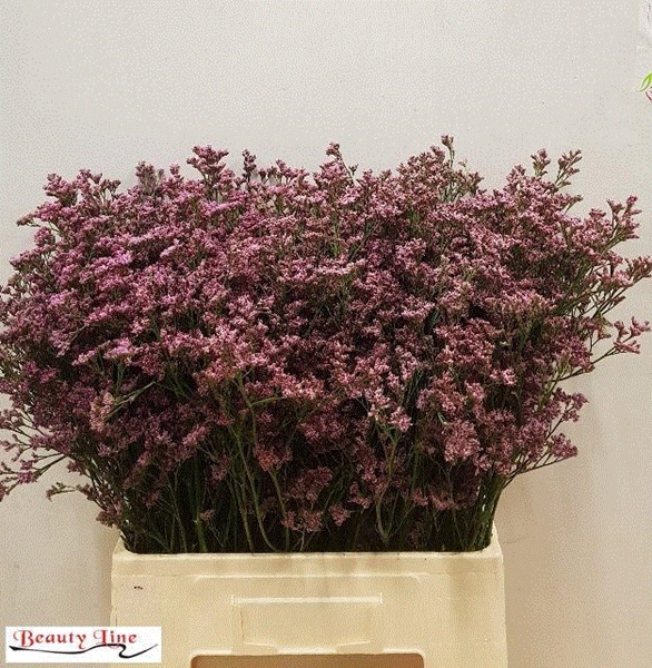 <h4>LIM PIUMA PINK TOUCH</h4>