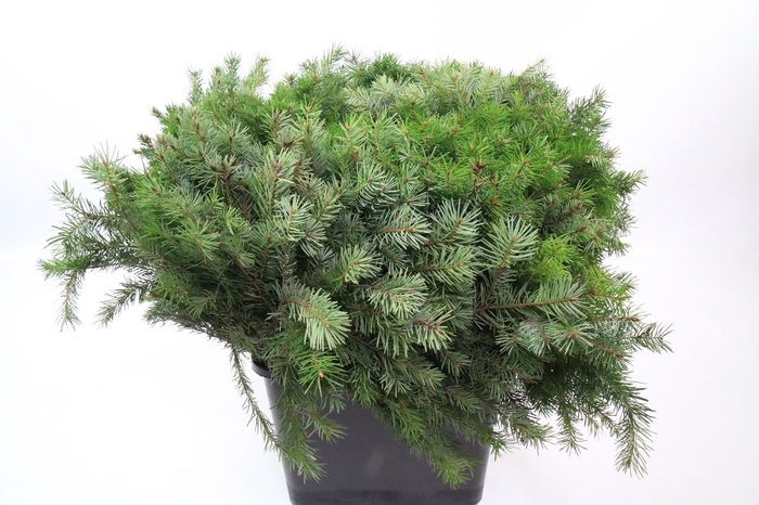 <h4>Juniperus chinensis aurea (per bunch)</h4>