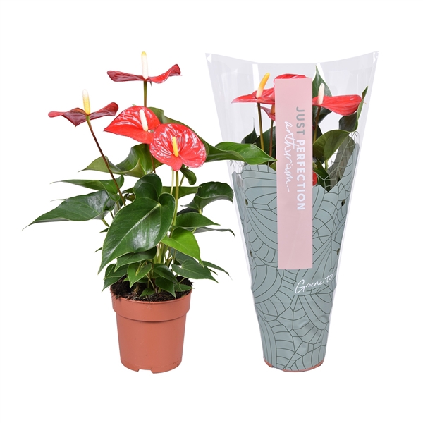 <h4>Anthurium Everio ''Just perfection®'' (XL-Flowers)</h4>