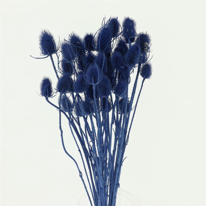 <h4>Dried Echinops Bleached Blue</h4>