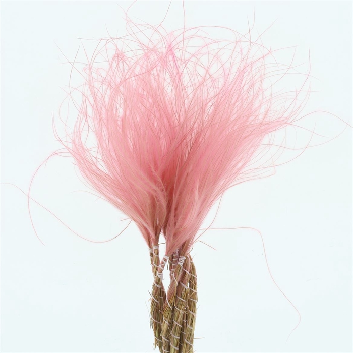 <h4>Dried Stypa Penata Pink Fluffy P Bs</h4>