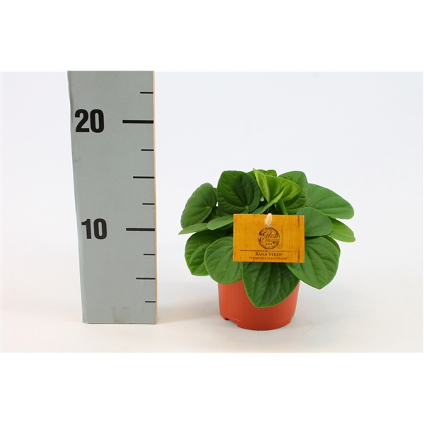<h4>Peperomia Rana Verde 10,5cm</h4>