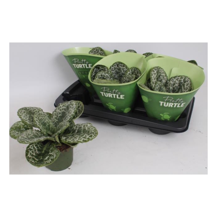<h4>Streptocarpus Pretty Turtle 13Ø 25cm</h4>