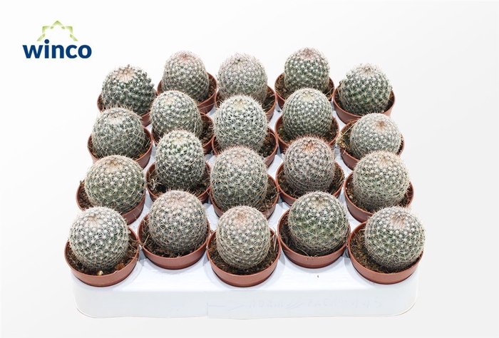 <h4>Cactus Ov</h4>