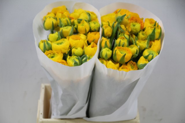 <h4>Ranunculus elegance yellow</h4>