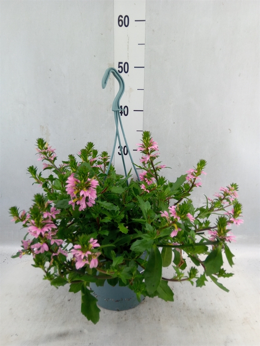 <h4>Scaevola Aemula ...</h4>