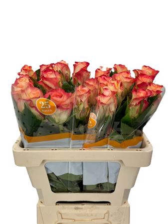 <h4>Rosa ec cabaret</h4>