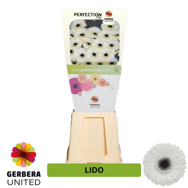 <h4>Germini diamond lido</h4>