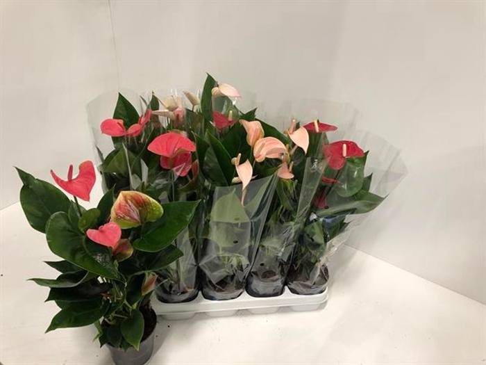 <h4>Anthurium Andreanum Grp gemengd</h4>