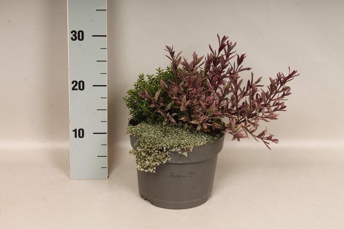 <h4>vaste planten 19 cm Raoula, Hebe Black Magic, Hebe</h4>