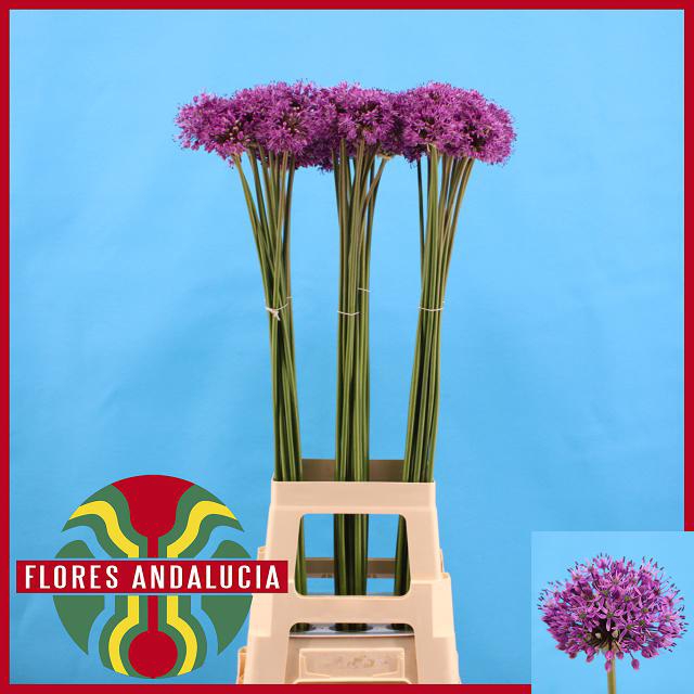 <h4>ALLIUM GLADIATOR</h4>
