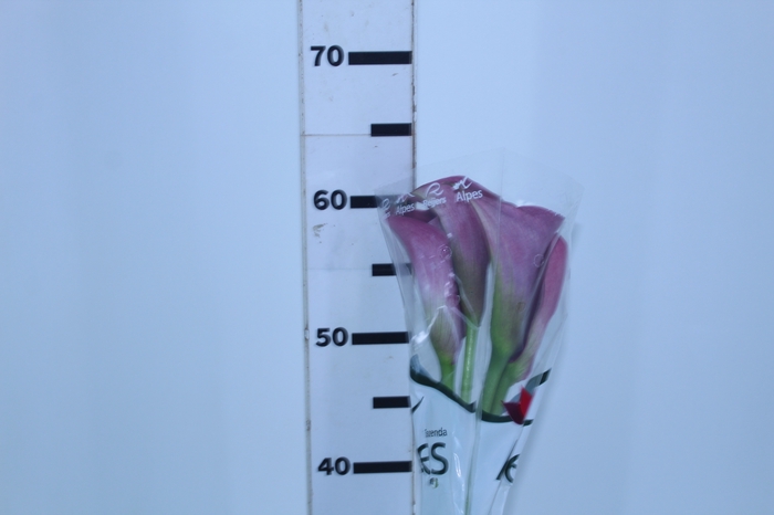<h4>CALLA PROMISE 050 CM</h4>