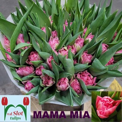 <h4>Tulipa do mama mia</h4>