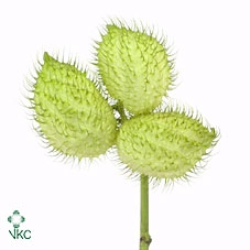 <h4>Asclepias moby dick seed pod</h4>