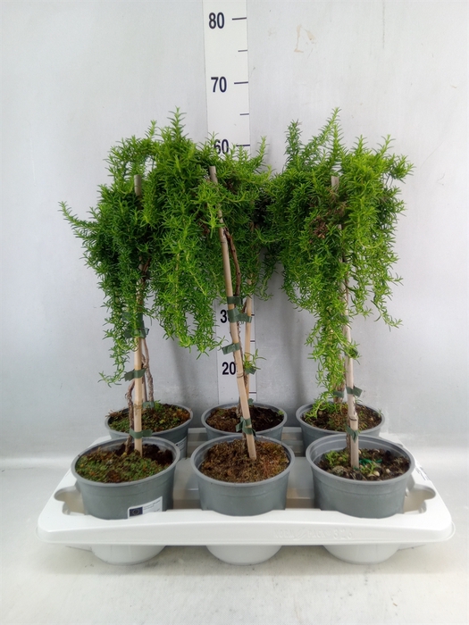 <h4>Rosmarinus Officinalis 'prostratus'</h4>