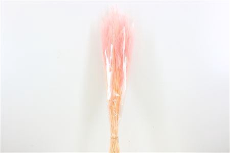 <h4>Dried Ouro L Pink Bunch</h4>