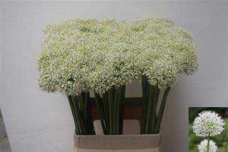 <h4>Allium Mount Everest</h4>