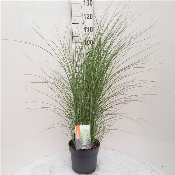 <h4>Miscanthus Sin. Morning light P26</h4>