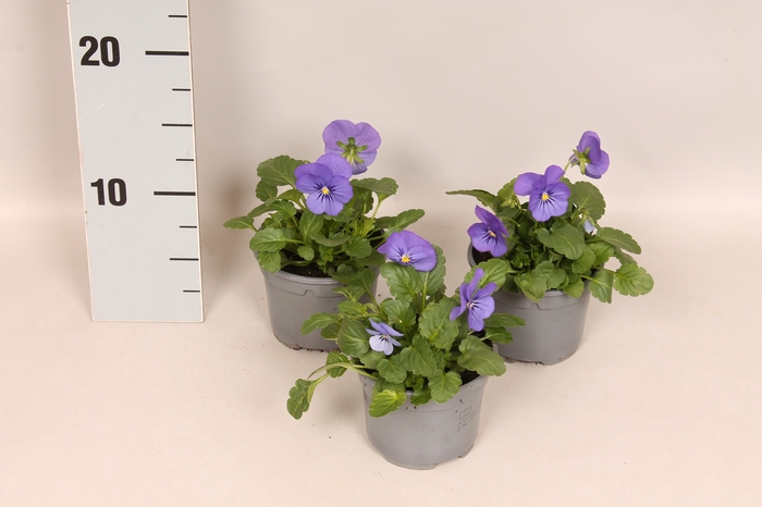 <h4>Viola cornuta F1 True Blue</h4>