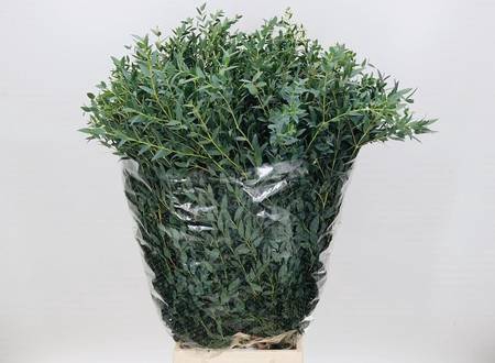 <h4>Leaf eucalyptus parvifolia per bunch</h4>