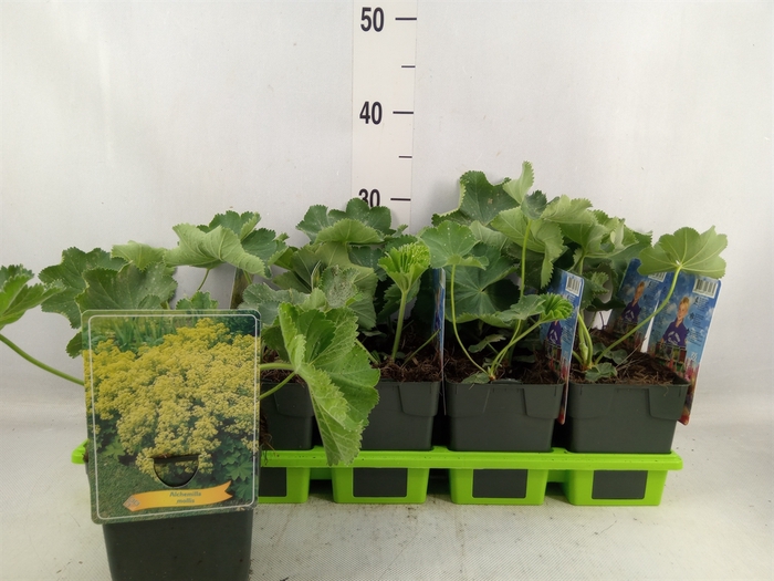 <h4>Alchemilla mollis</h4>