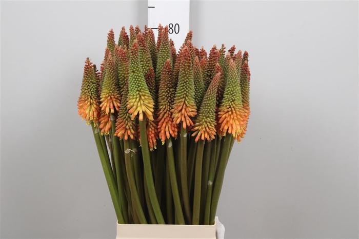 <h4>Kniphofia Alcazar</h4>