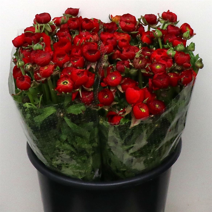 <h4>Ranunculus elegance red</h4>