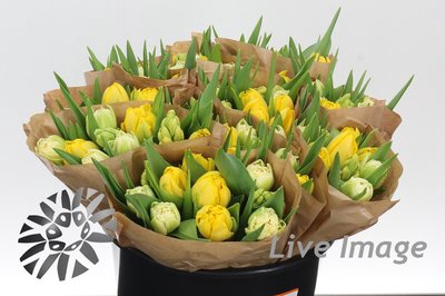 <h4>Tulipa do novi rainbow yellowmix</h4>