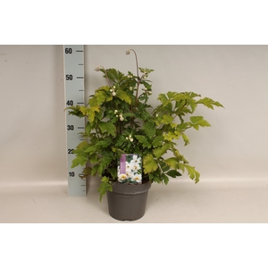 vaste planten 19 cm  Anemone Ruffles Swan
