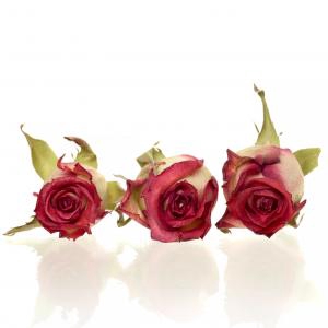 <h4>Rose Blush red 3,5-4cm</h4>