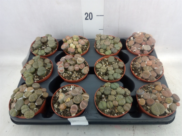 <h4>Lithops spp.</h4>