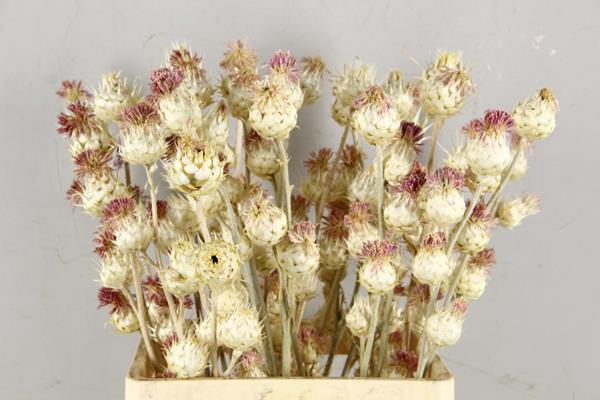 <h4>Df Cynara Vertakt Bleached</h4>
