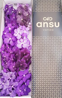 <h4>Vanda mix purple per stem</h4>